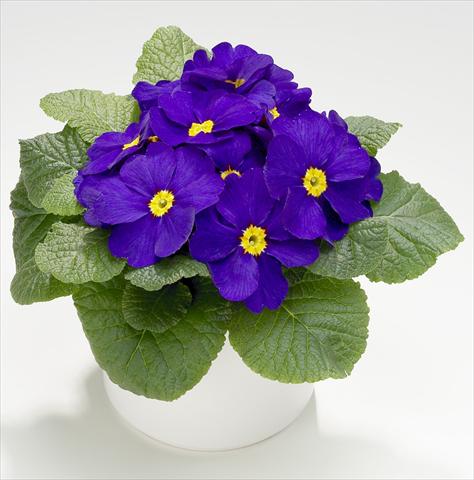 Foto fiore da  Vaso e aiola Primula acaulis, veris, vulgaris Mega Blue