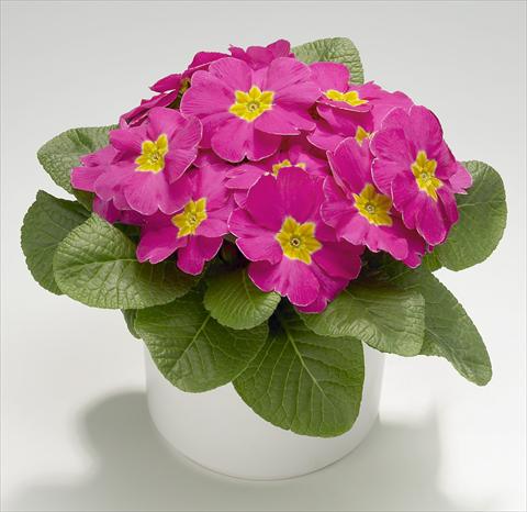 Foto fiore da  Vaso e aiola Primula acaulis, veris, vulgaris Mega Rose