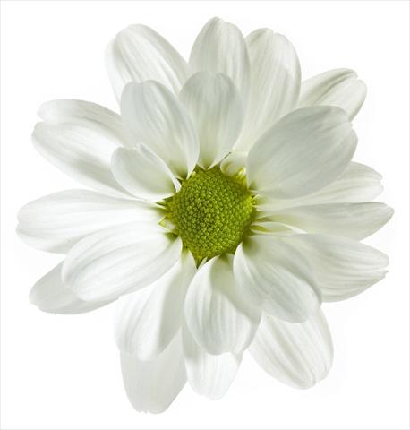 Foto fiore da  Vaso e aiola Chrysanthemum Noa