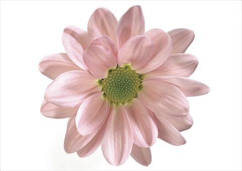 photo of flower to be used as: Pot and bedding Chrysanthemum Wimbledon