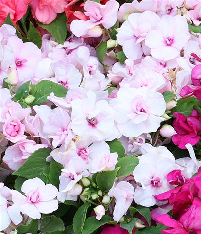 Foto fiore da  Vaso, aiuola, balcone, basket Impatiens walleriana Athena Appleblossom