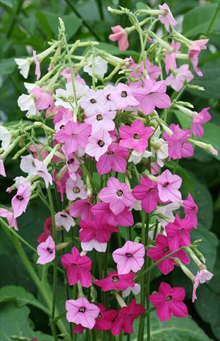 Foto fiore da  Vaso, aiuola, balcone Nicotiana Whisper Mixed