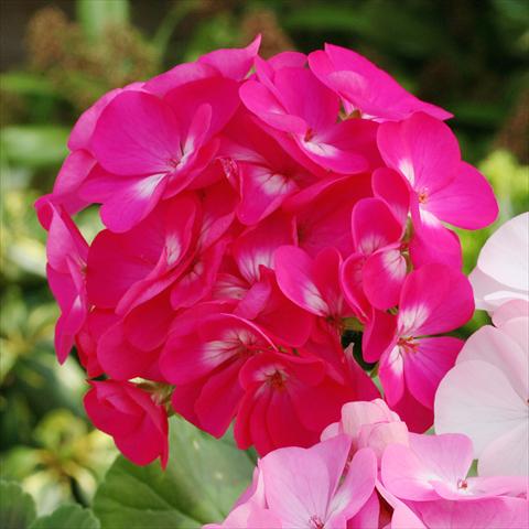 Foto fiore da  Vaso, aiuola, balcone Pelargonium zonale Dancer Deep Rose