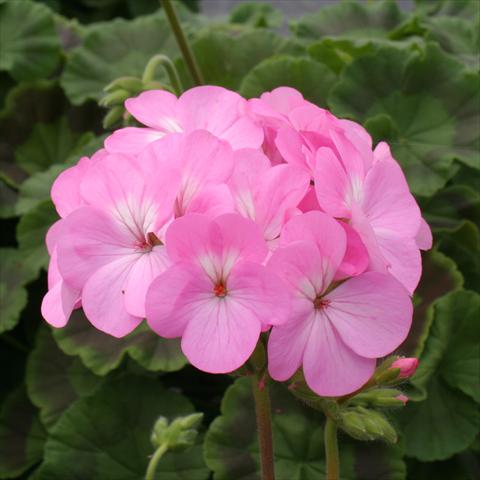 Foto fiore da  Vaso, aiuola, balcone Pelargonium zonale Dancer Pink