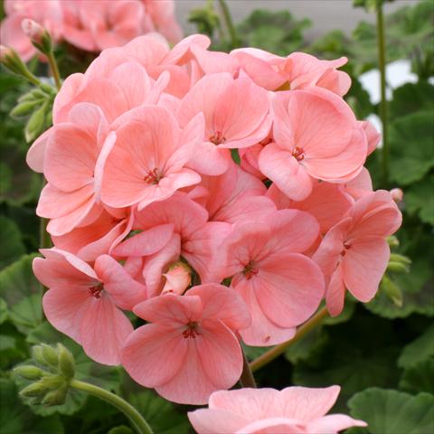 Foto fiore da  Vaso, aiuola, balcone Pelargonium zonale Dancer Salmon