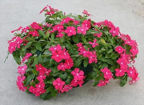 Foto fiore da  Vaso, aiuola, balcone, basket Catharanthus roseus - Vinca Boa Red with Eye