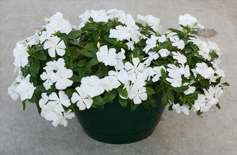 Foto fiore da  Vaso, aiuola, balcone, basket Catharanthus roseus - Vinca Boa White