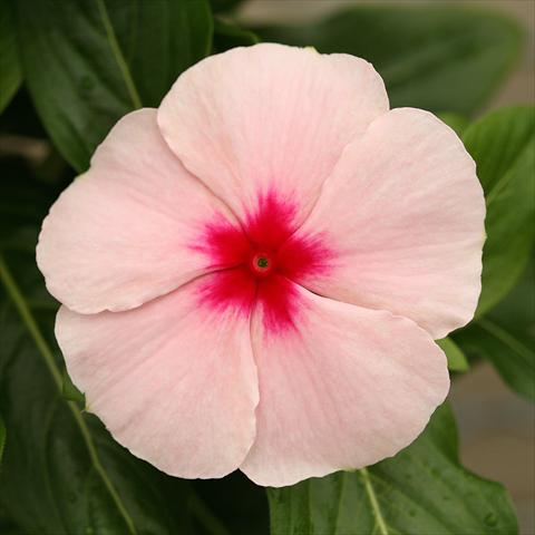 photo of flower to be used as: Pot, bedding, patio Catharanthus roseus - Vinca Cobra Apricot