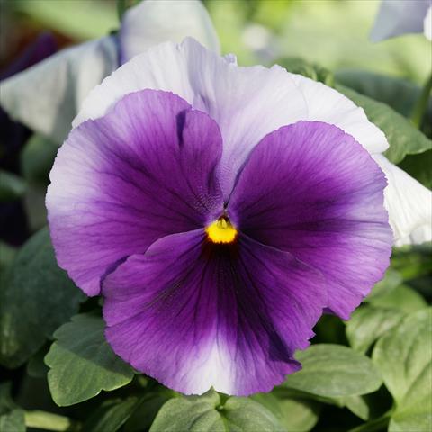 Foto fiore da  Vaso e aiola Viola wittrockiana Sense Beaconsfield