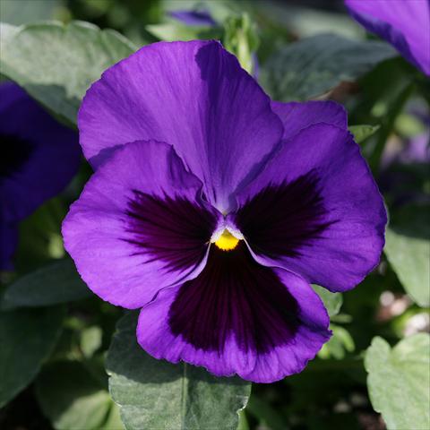 Foto fiore da  Vaso e aiola Viola wittrockiana Sense Blue Blotch