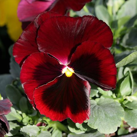 Foto fiore da  Vaso e aiola Viola wittrockiana Sense Red Blotch