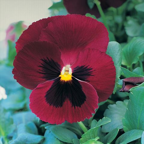 Foto fiore da  Vaso e aiola Viola wittrockiana Sense Rose Blotch