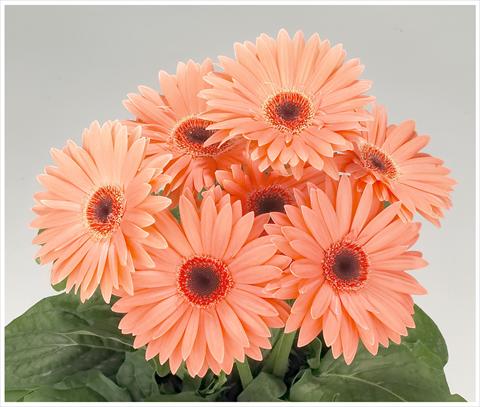 Foto fiore da  Balcone, vaso Gerbera jamesonii Royal Peach dark eye