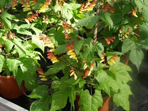 Foto fiore da  Aiuola, balcone, basket Mina lobata Jungle Queen