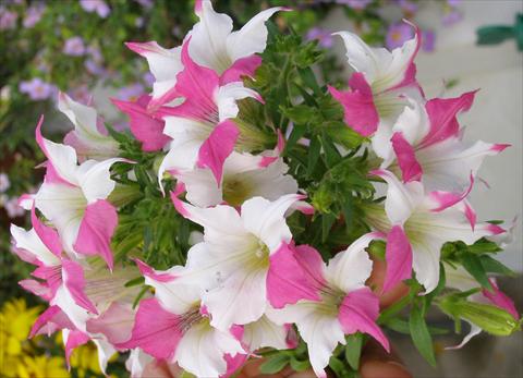 Foto fiore da  Vaso, aiuola, balcone, basket Petunia Alpunya