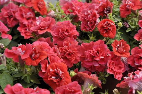 Foto fiore da  Vaso, balcone, basket Petunia Happy® Double Light Red