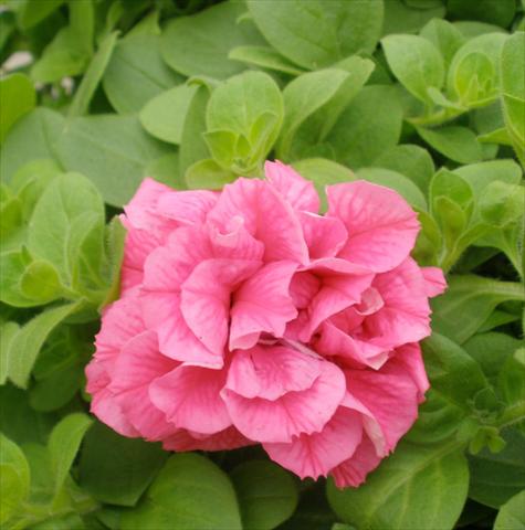 Foto fiore da  Vaso, balcone, basket Petunia Happy® Double Pink Vein