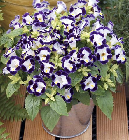 Foto fiore da  Vaso, aiuola, balcone Torenia Duchess Blue&White Imp