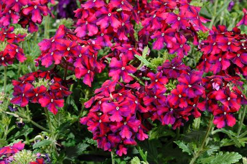 Foto fiore da  Vaso, balcone, basket Verbena Liga® Barça