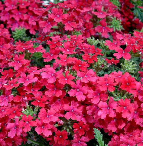 photo of flower to be used as: Pot, patio, basket Verbena Liga® Valencia Improved