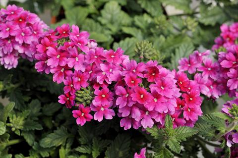 Foto fiore da  Vaso, balcone, basket Verbena Shangri-La® Pink Improved