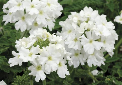 Foto fiore da  Vaso, balcone, basket Verbena Shangri-La® White Improved