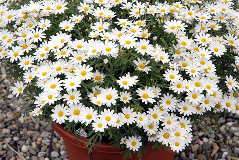 Foto fiore da  Vaso e aiola Argyranthemum frutescens Honey Star Bianco