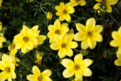 Foto fiore da  Vaso, aiuola, balcone, basket Bidens ferulifolia Summerlovers Lemon Star