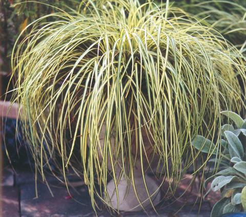 Foto fiore da  Aiuola e/o bordura Carex oshimensis Evergold