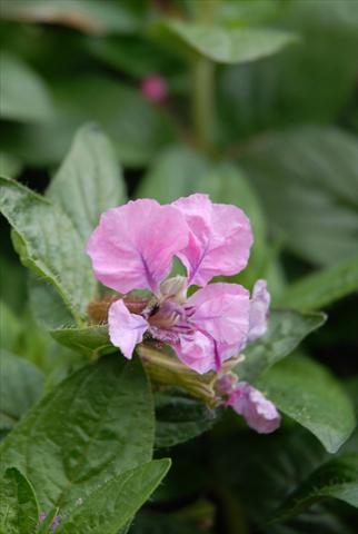 Foto fiore da  Vaso Cuphea ilavea Vienco Purple Pink