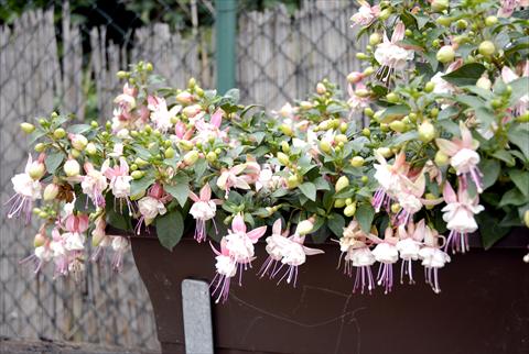photo of flower to be used as: Pot Fuchsia Summermelody Orient point
