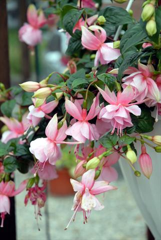 Foto fiore da  Vaso Fuchsia Swingtime