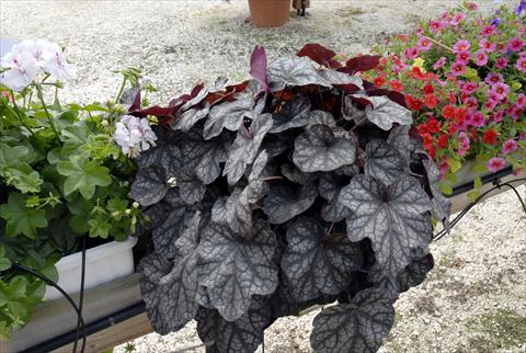 photo of flower to be used as: Bedding / border plant Heuchera hybrida Velvet Night