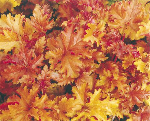 photo of flower to be used as: Bedding / border plant Heuchera hybrida Amber Waves