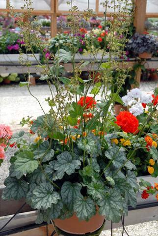 photo of flower to be used as: Bedding / border plant Heuchera americana Palace