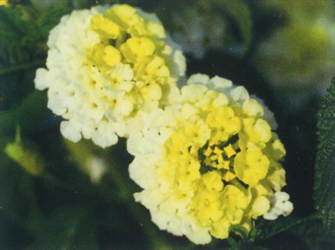 Foto fiore da  Vaso, aiuola, balcone Lantana camara Simon Lemon