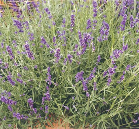 photo of flower to be used as: Bedding / border plant Lavandula angustifolia Dark Hodcote Blue