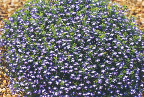 Foto fiore da  Vaso, aiuola, balcone, basket Lobelia hybrida Suntropics Blue