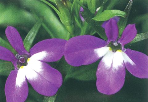 Foto fiore da  Vaso, aiuola, balcone, basket Lobelia richardii Purple Angel