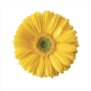 Foto fiore da  Reciso Gerbera jamesonii Yellow Magic