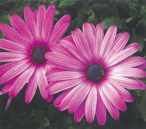 Foto fiore da  Vaso e aiola Osteospermum Impassion Grand Rose