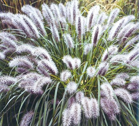 Foto fiore da  Aiuola e/o bordura Pennisetum aplopecuroides Moundry