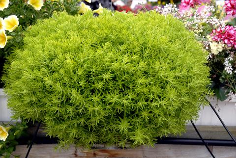 Foto fiore da  Aiuola e/o bordura Sedum Lemon Ball Yellow