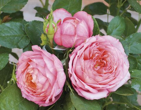 Foto fiore da  Vaso e aiola Rosa paesaggistica Candia® Romantica®