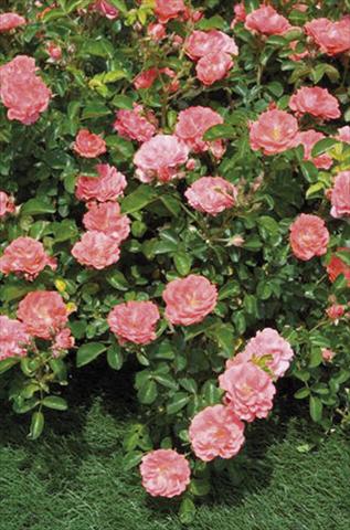 Foto fiore da  Vaso e aiola Rosa floribunda Coral Drift