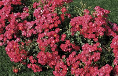 Foto fiore da  Vaso e aiola Rosa paesaggistica Nature® Meidiland®