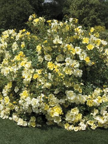 Foto fiore da  Vaso e aiola Rosa paesaggistica Yellow Meidiland®