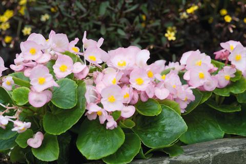 Foto fiore da  Vaso e aiola Begonia semperflorens Sprint Appleblossom