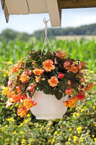 Foto fiore da  Vaso, balcone, basket Begonia tuberhybrida Illumination® Golden Picotee