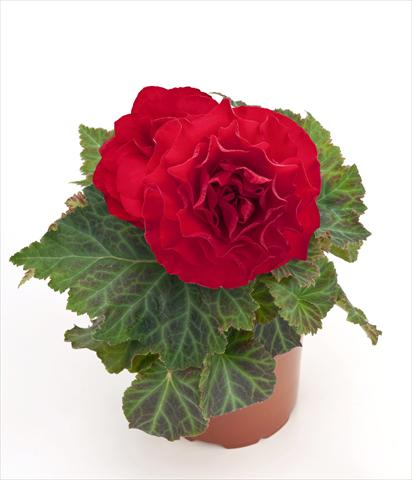 Foto fiore da  Vaso, aiuola, balcone Begonia tuberhybrida New Star® Red